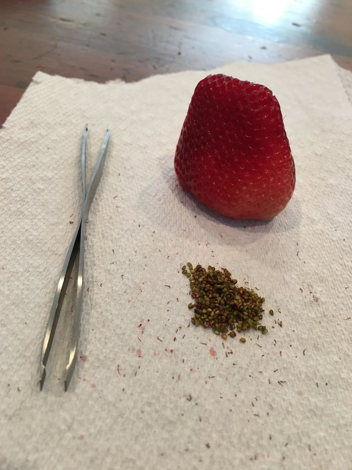 Strawberry seeds