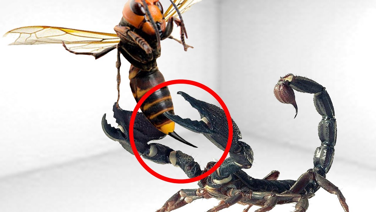Watch These 8 Insect Fights Filmed By Cameras