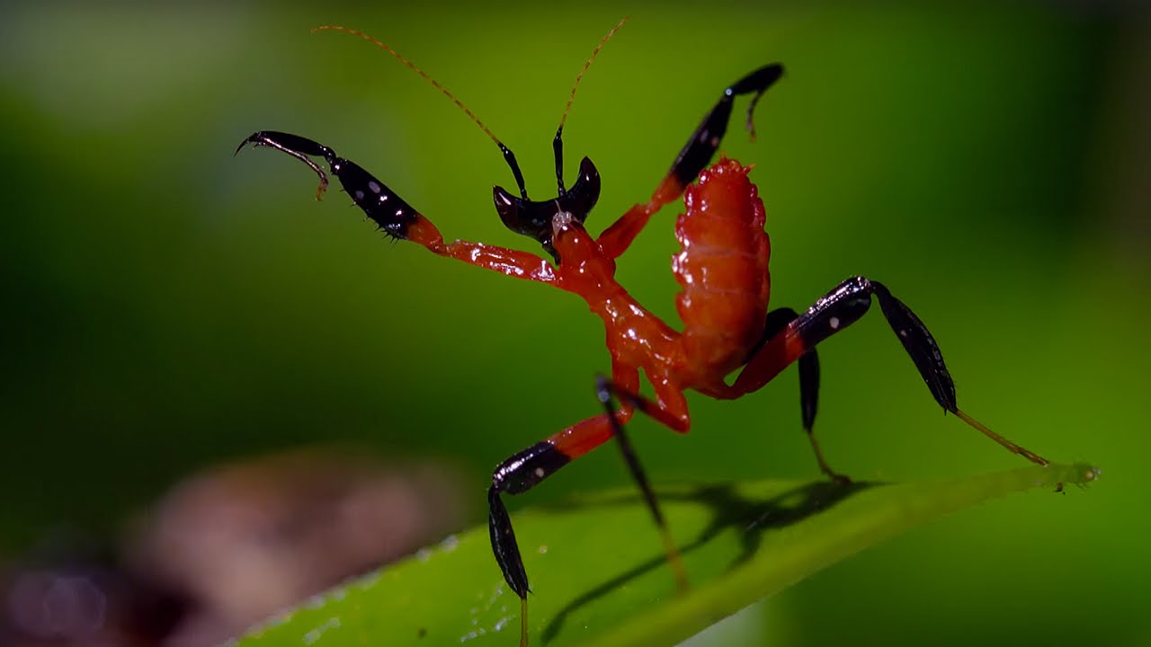 Watch These 8 Insect Fights Filmed By Cameras