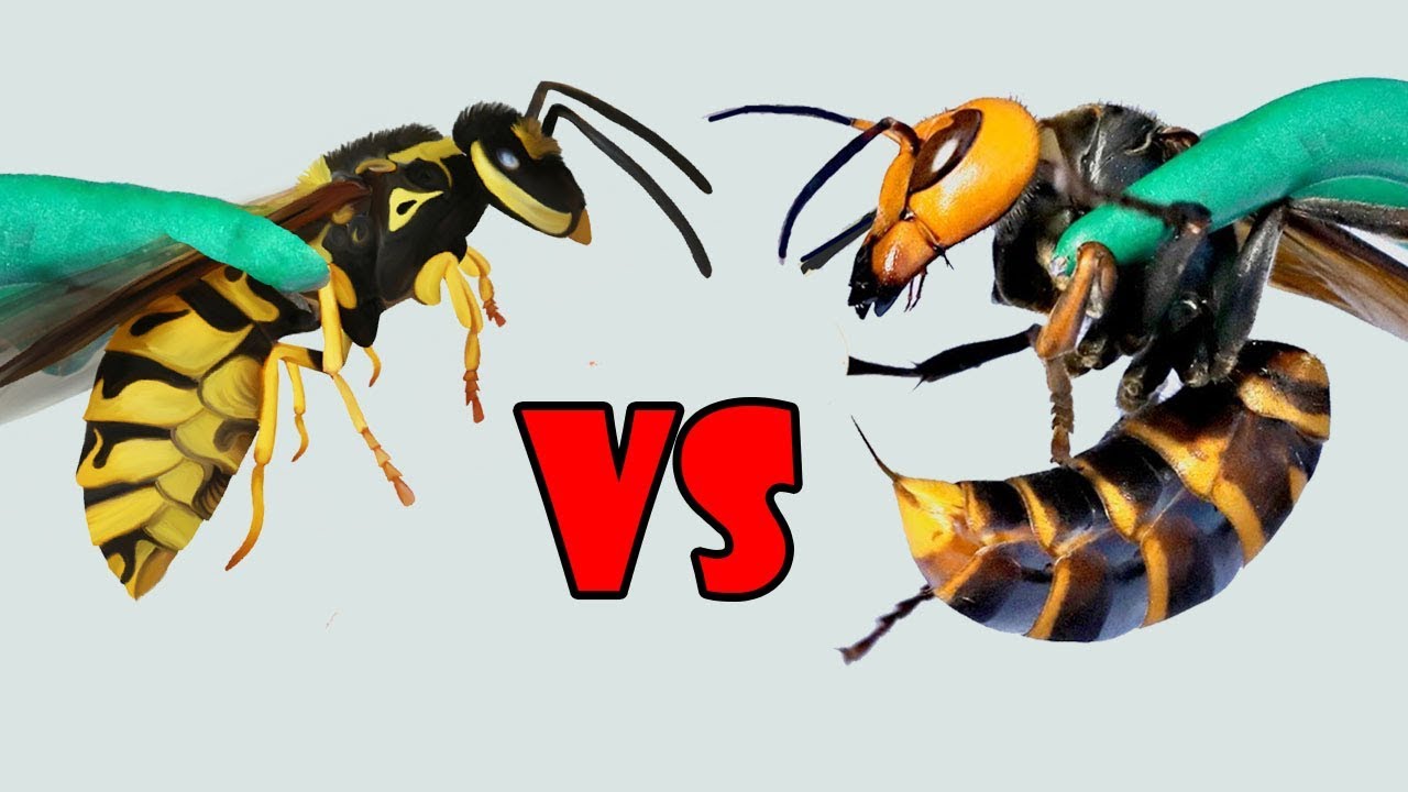 Watch These 8 Insect Fights Filmed By Cameras