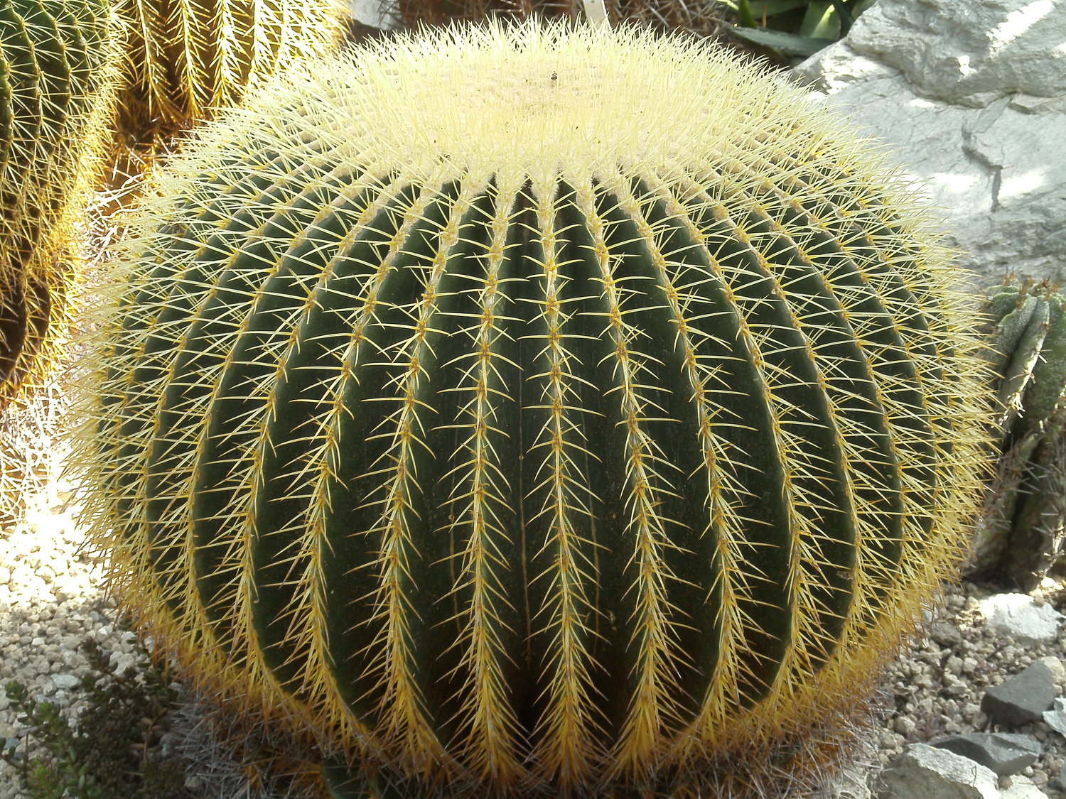 Check Out These Amazing Cactus Species